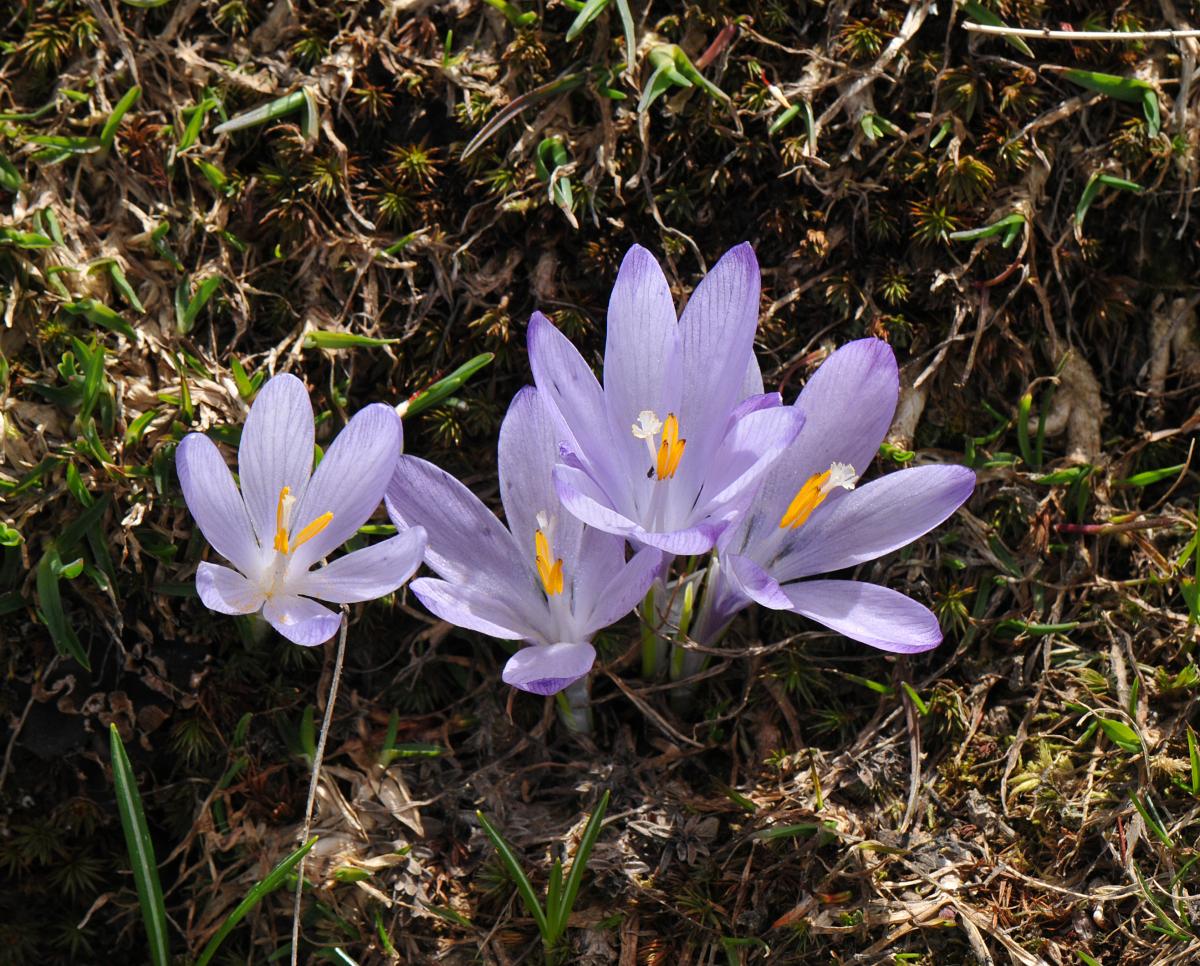 Crocus veluchensis | North American Rock Garden Society